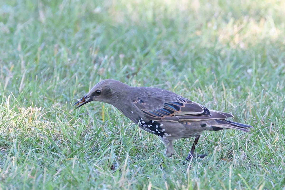 European Starling - ML639311229