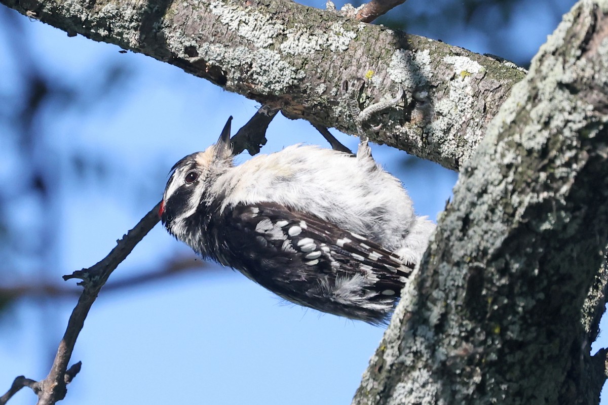 Downy Woodpecker - ML639311241