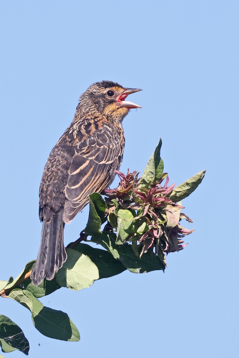 Red-winged Blackbird - ML639311245