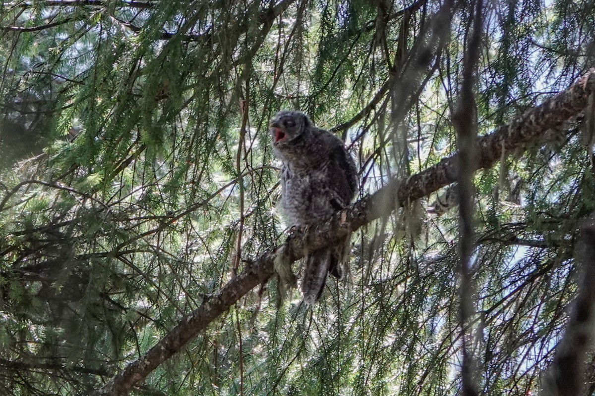 Great Gray Owl - ML639311248