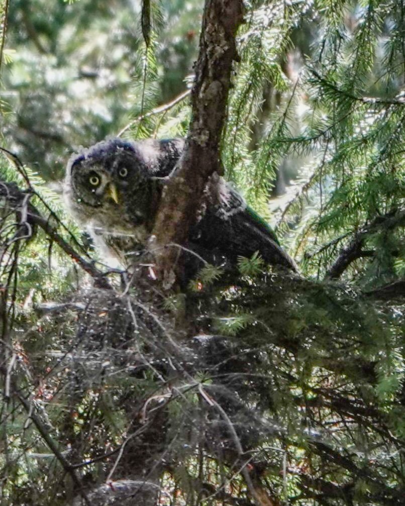 Great Gray Owl - ML639311251