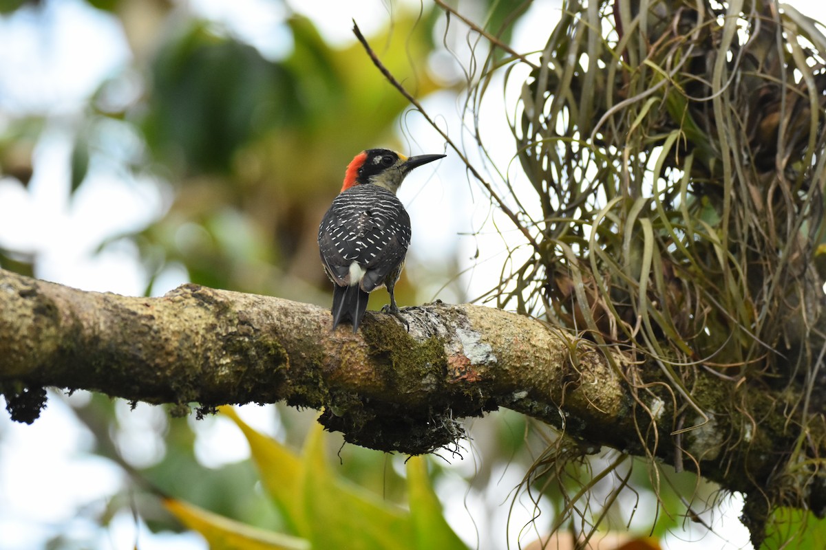 Black-cheeked Woodpecker - ML639311398