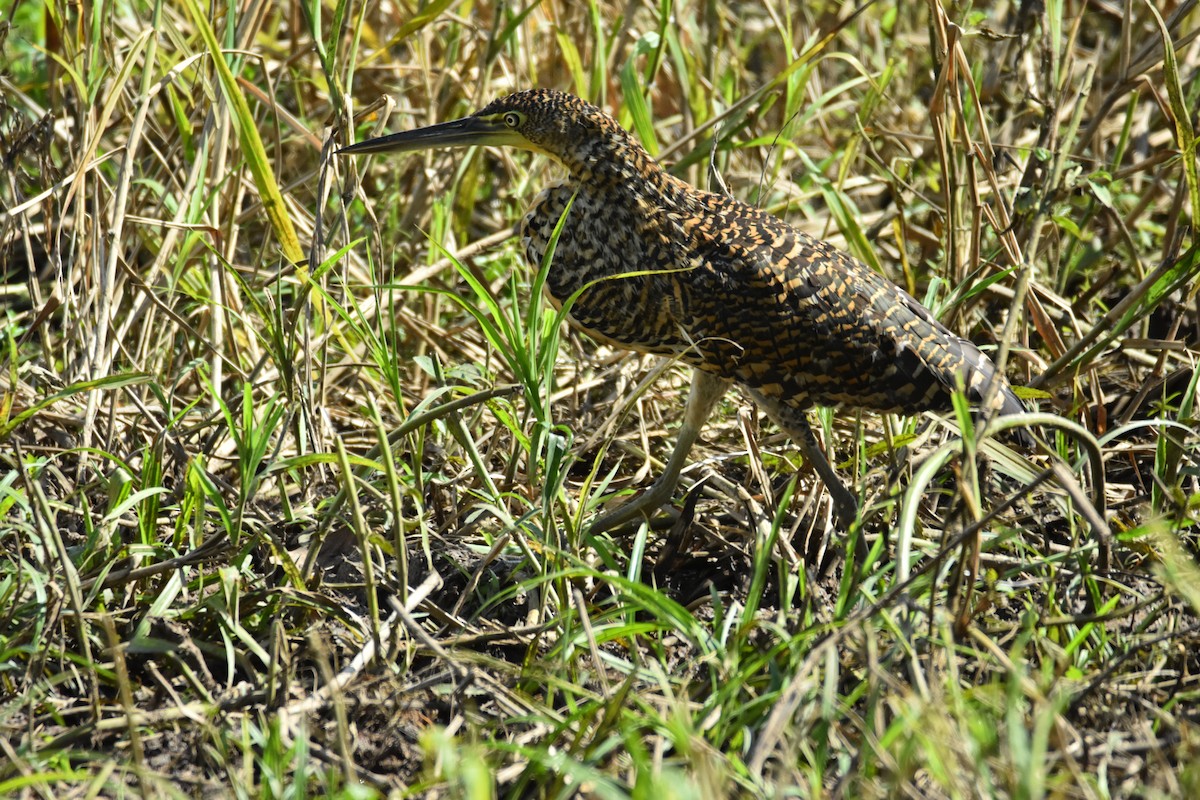 Bare-throated Tiger-Heron - ML639311405