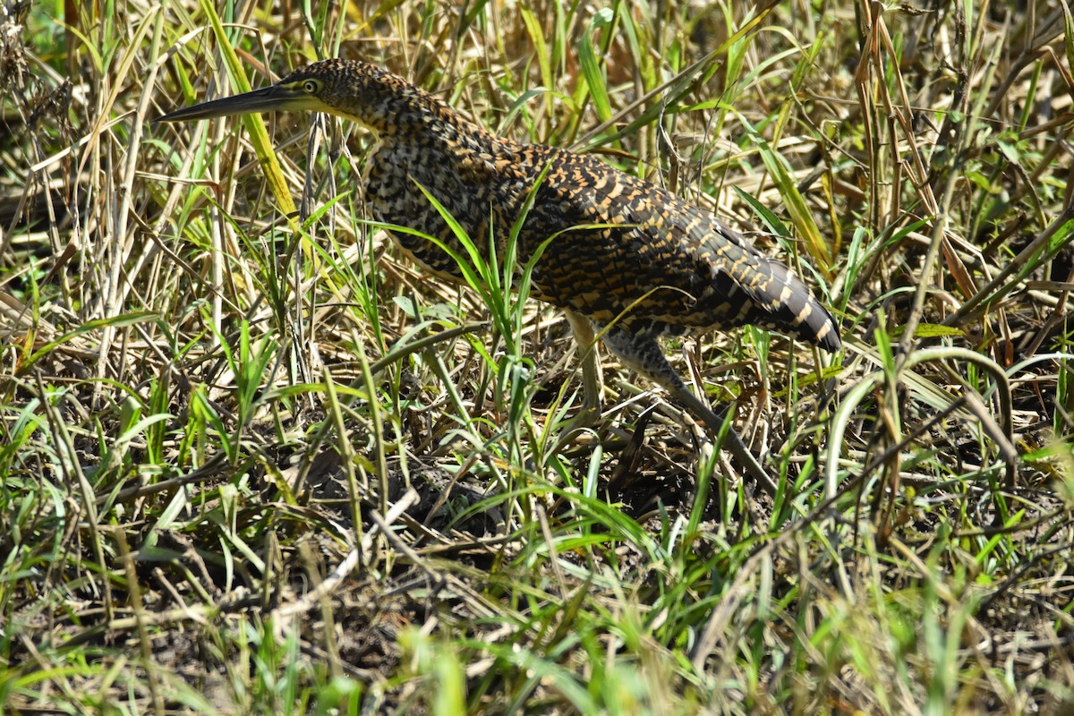 Bare-throated Tiger-Heron - ML639311406