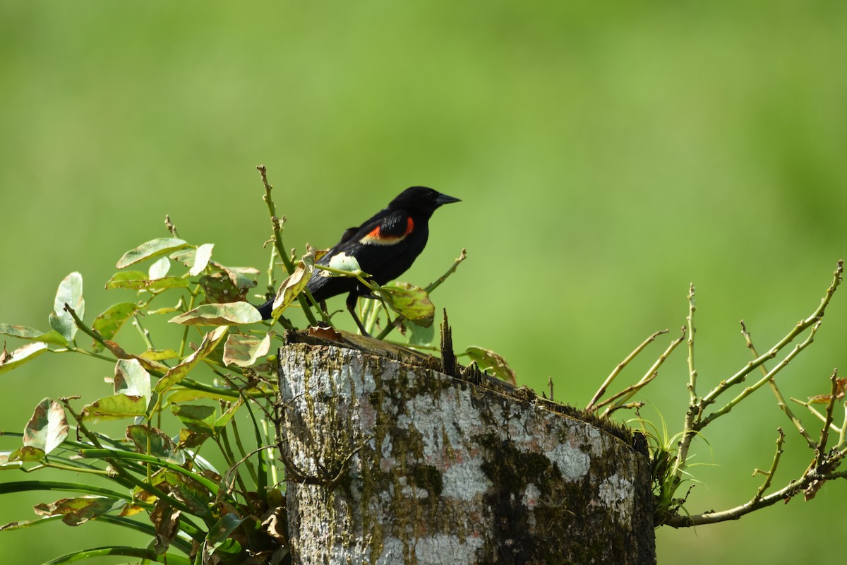 Red-winged Blackbird - ML639311412