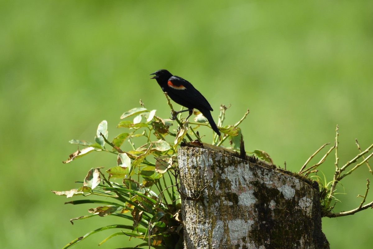 Red-winged Blackbird - ML639311413