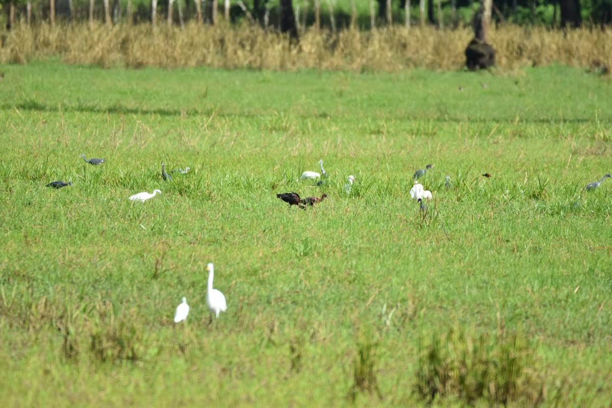 Гялаан билүүс - ML639311425