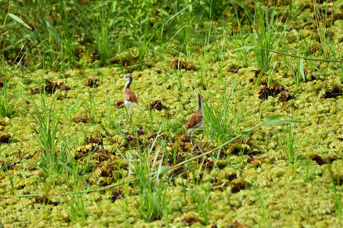 Northern Jacana - ML639311429