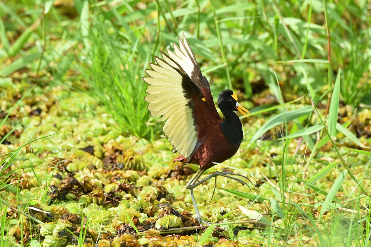 Northern Jacana - ML639311430