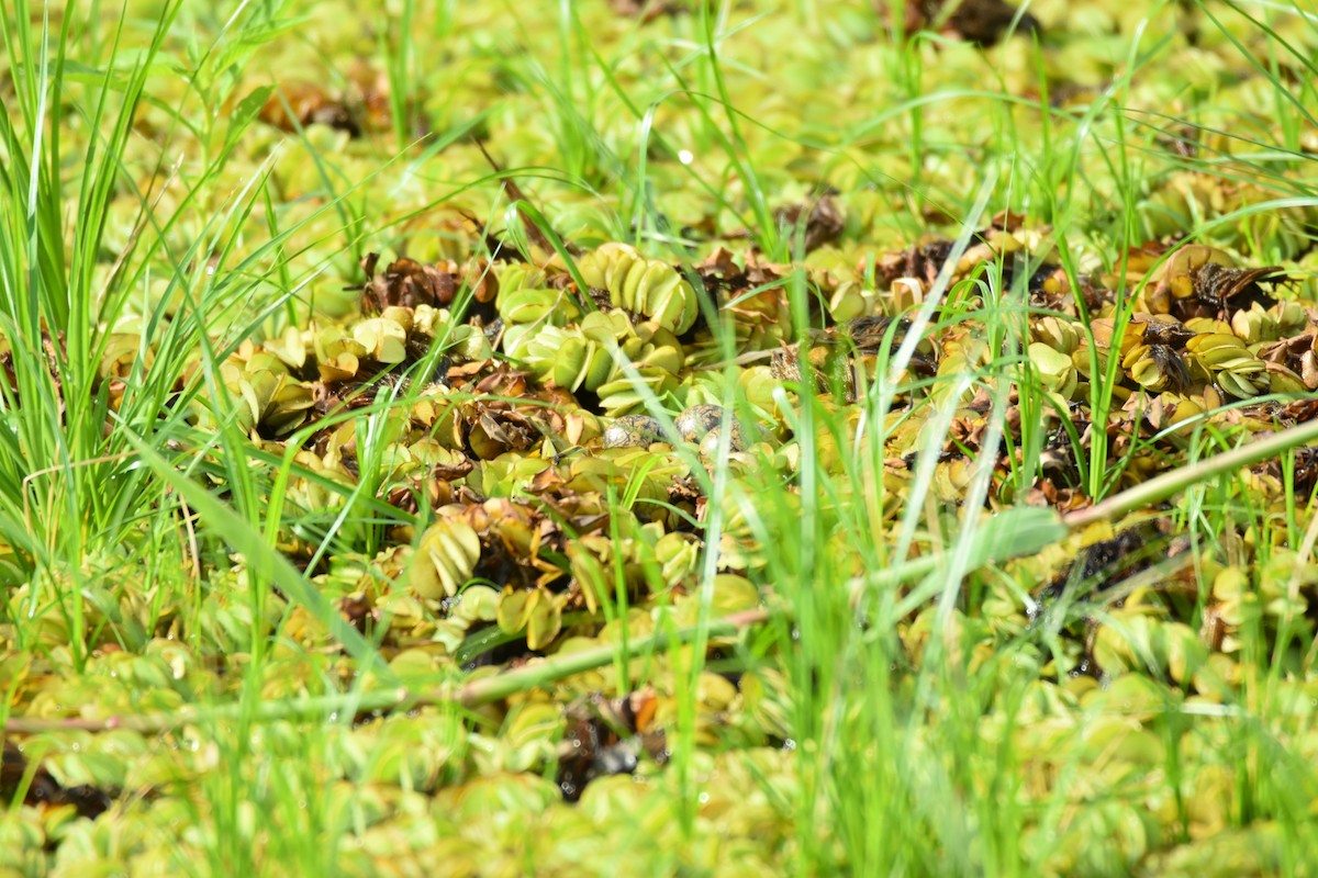 Northern Jacana - ML639311431