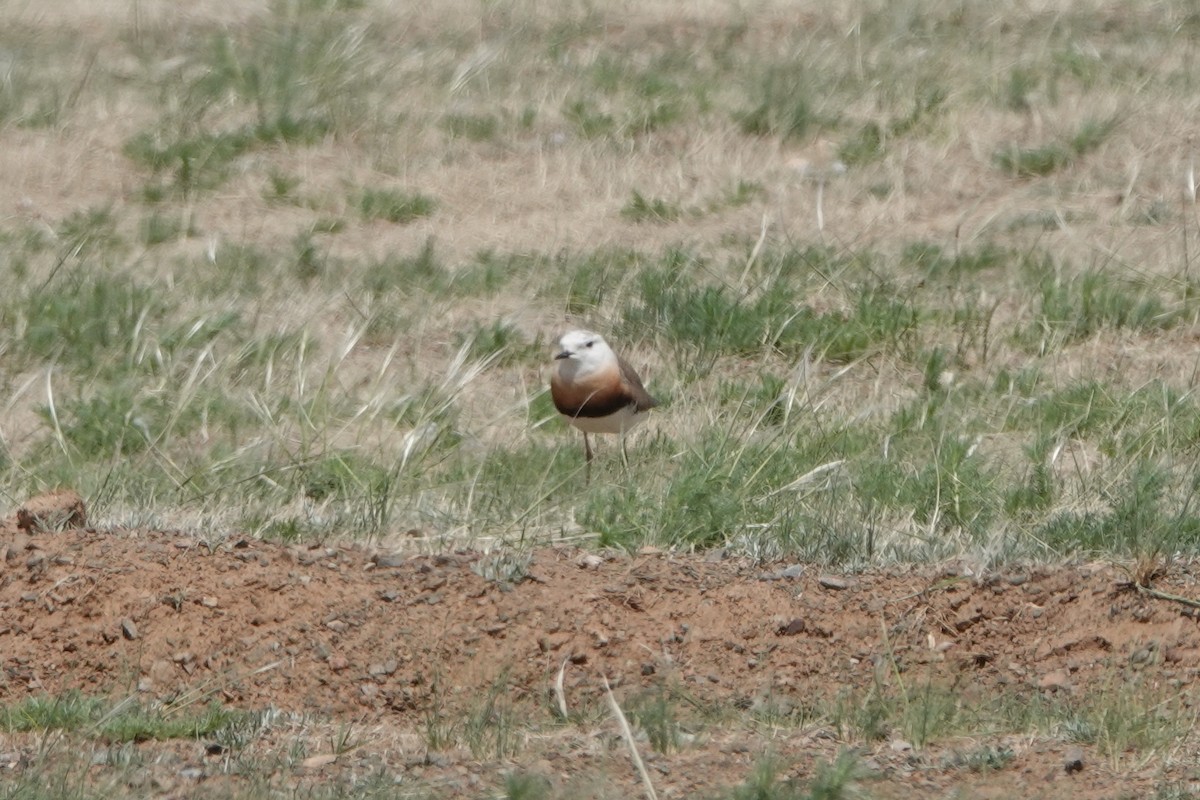 Oriental Plover - ML639311479