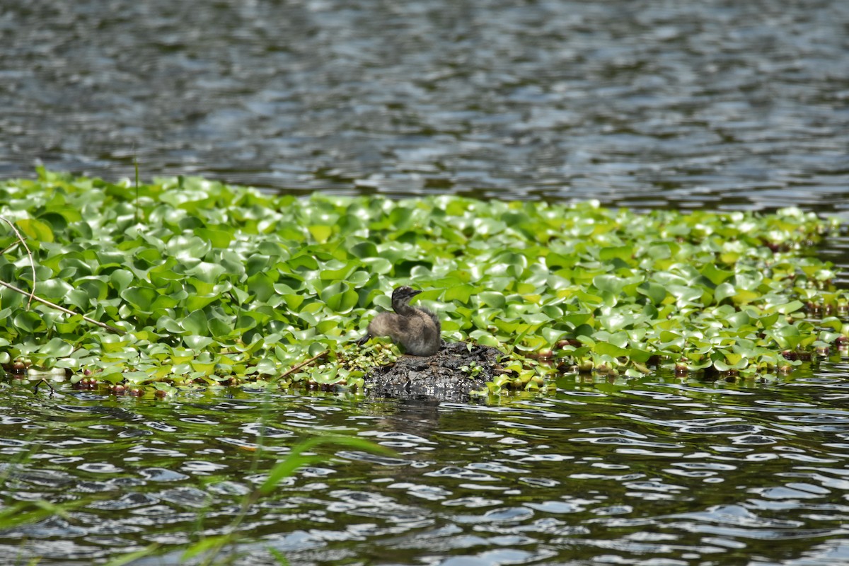 Least Grebe - ML639311787
