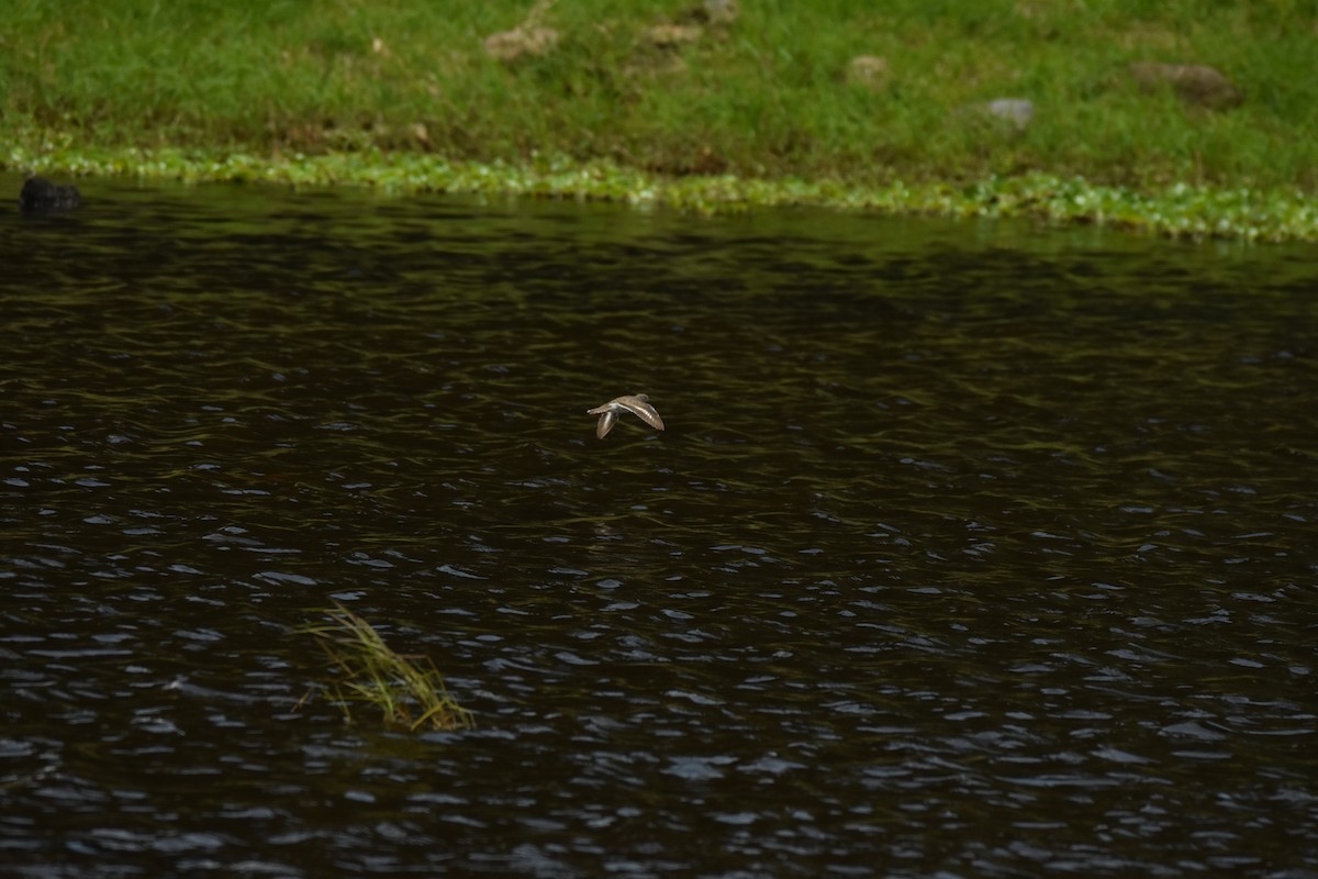 Spotted Sandpiper - ML639311794