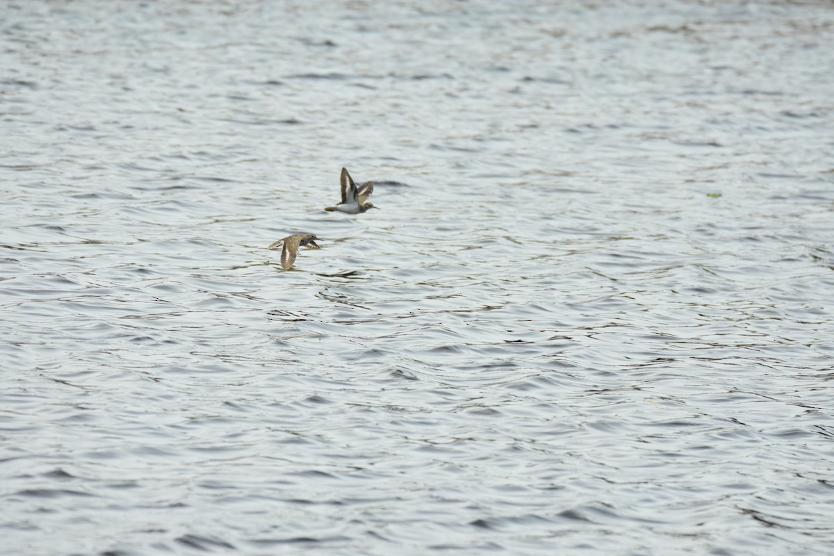 Spotted Sandpiper - ML639311795