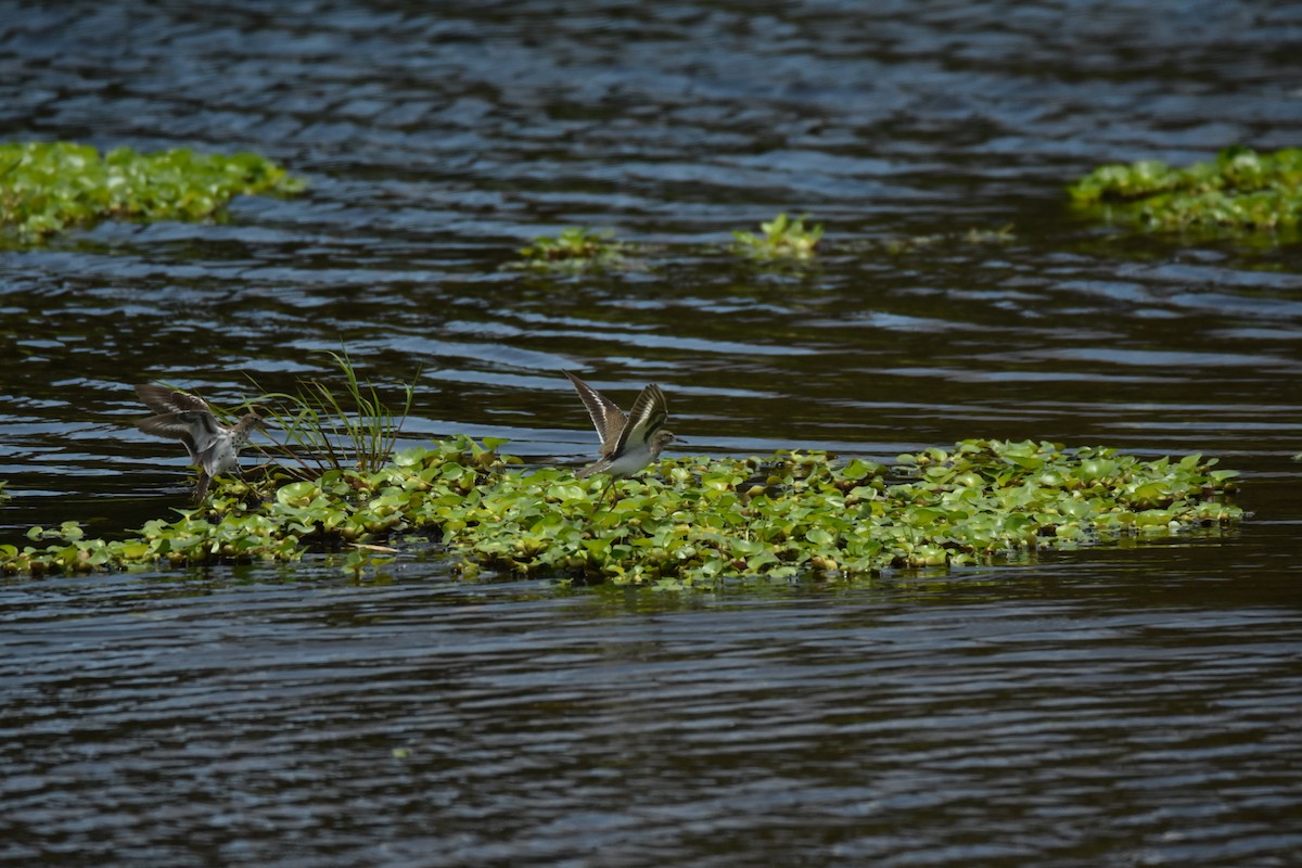 Spotted Sandpiper - ML639311796