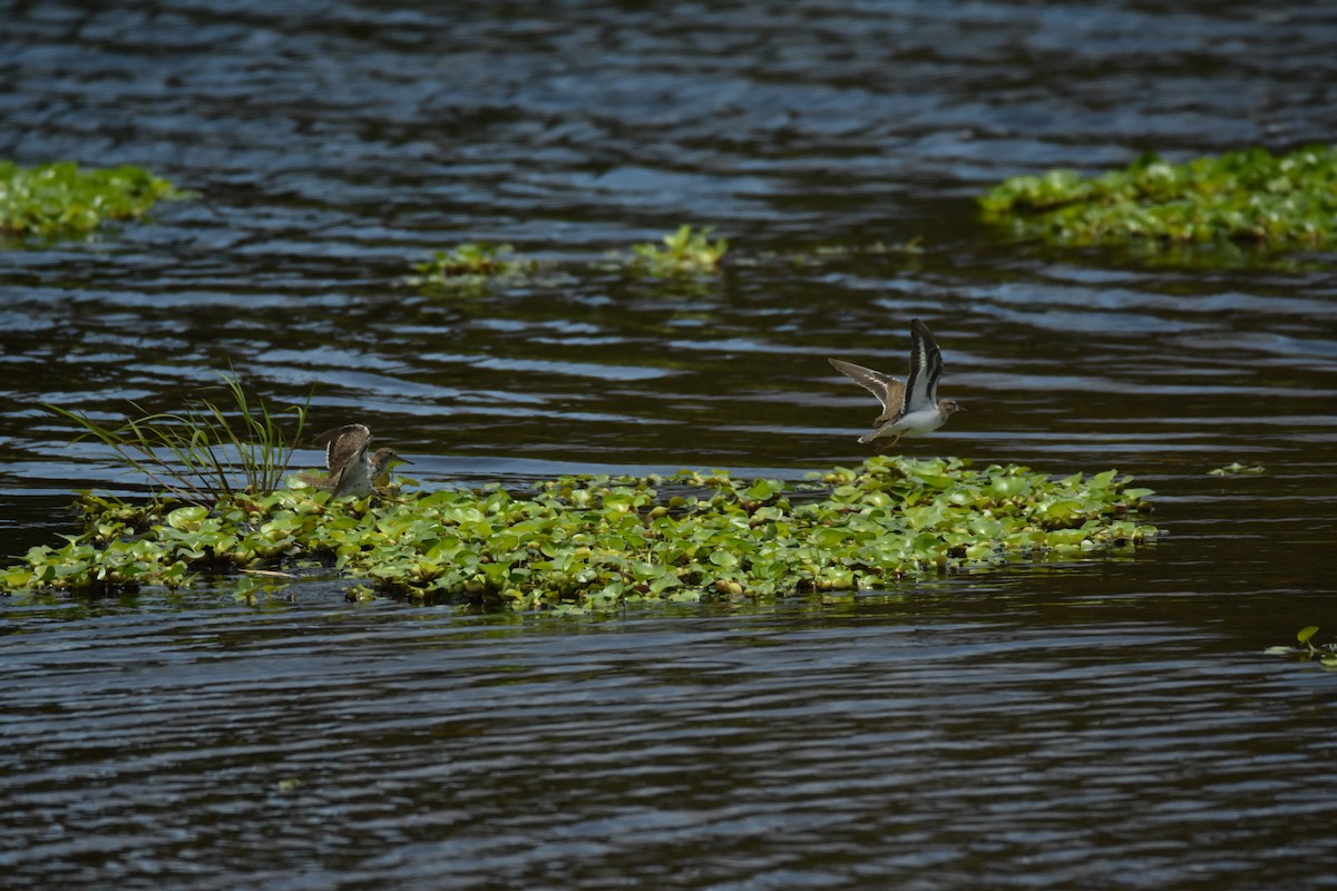 Spotted Sandpiper - ML639311797