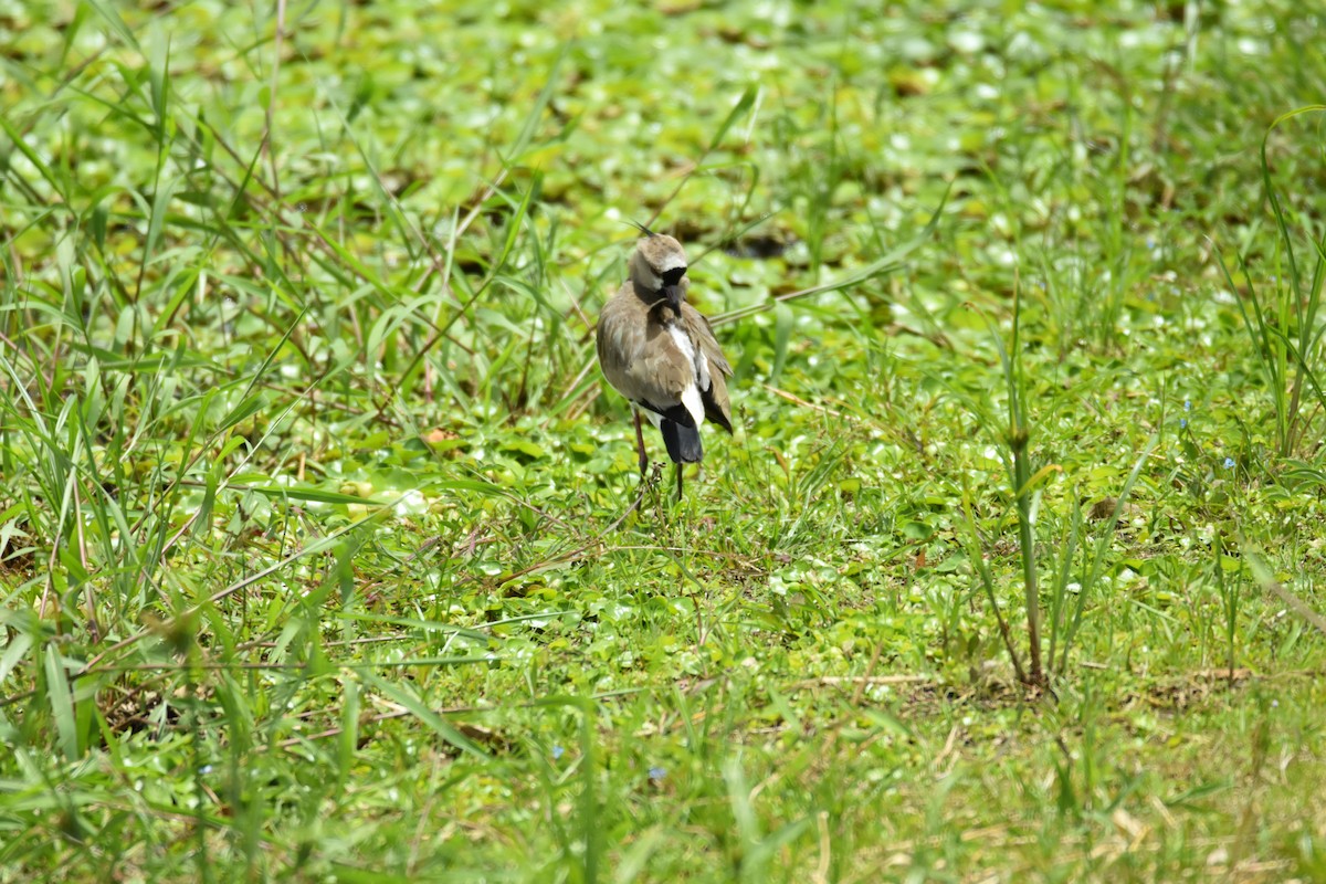 Southern Lapwing - ML639311804