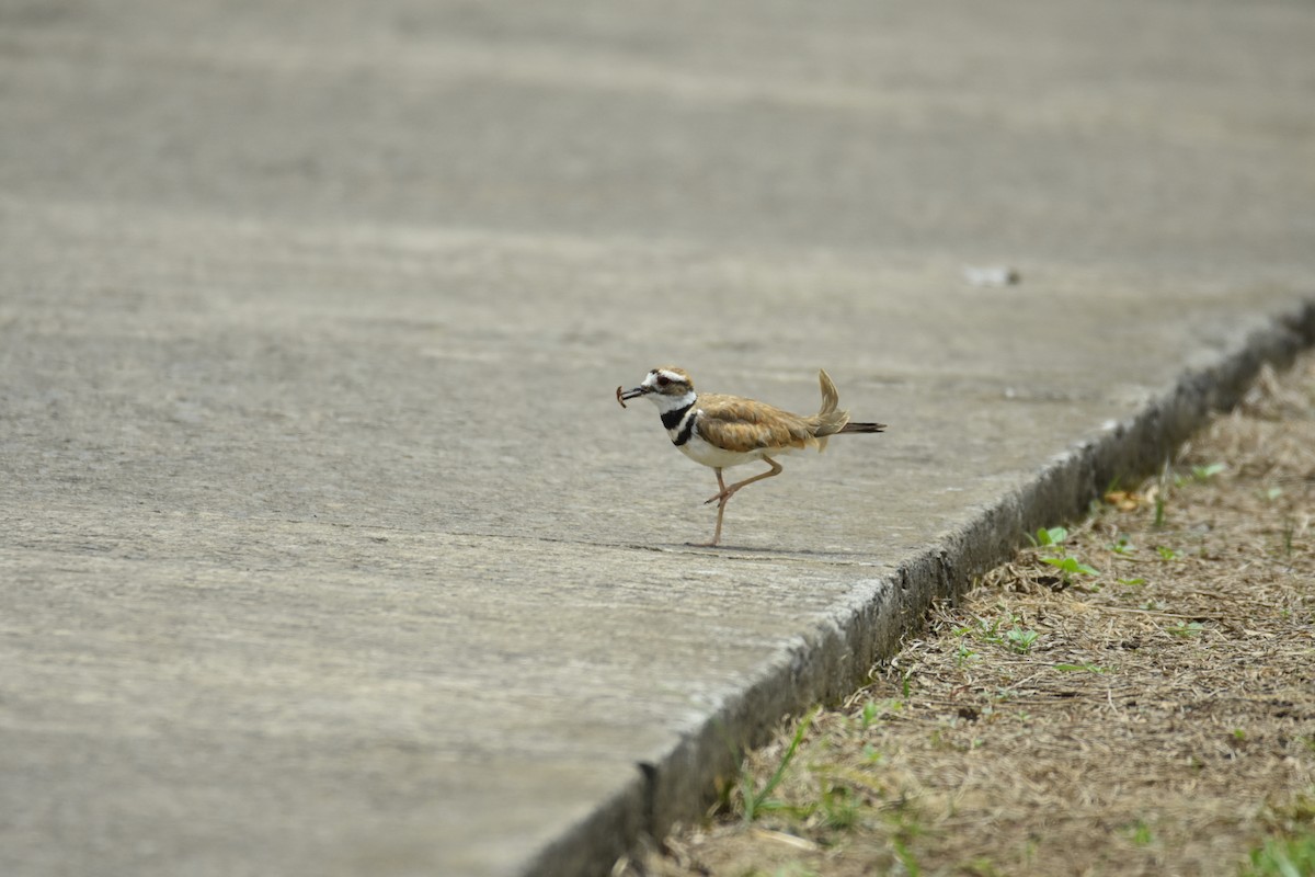 Killdeer - ML639311810