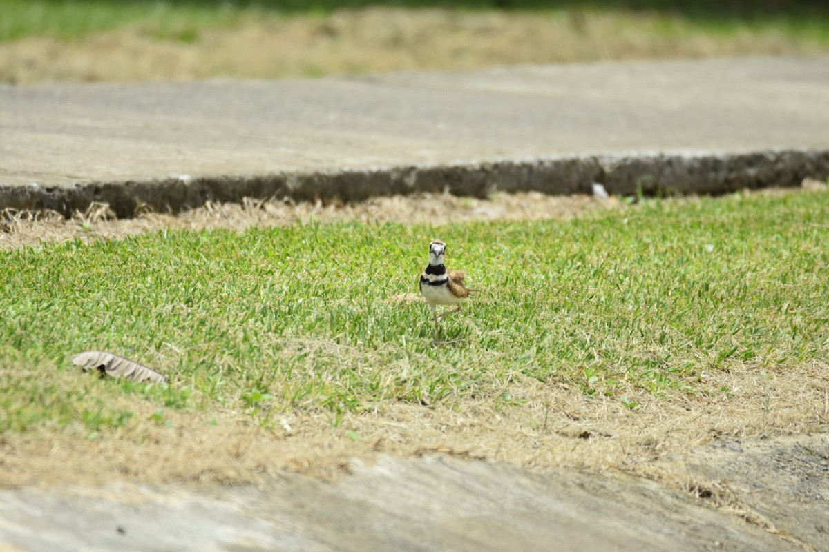 Killdeer - ML639311813