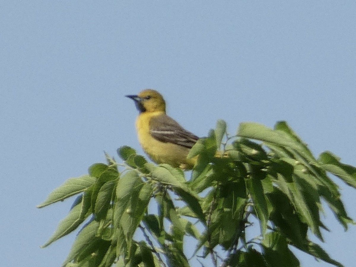 Bahçe Turpiyalı - ML639312139