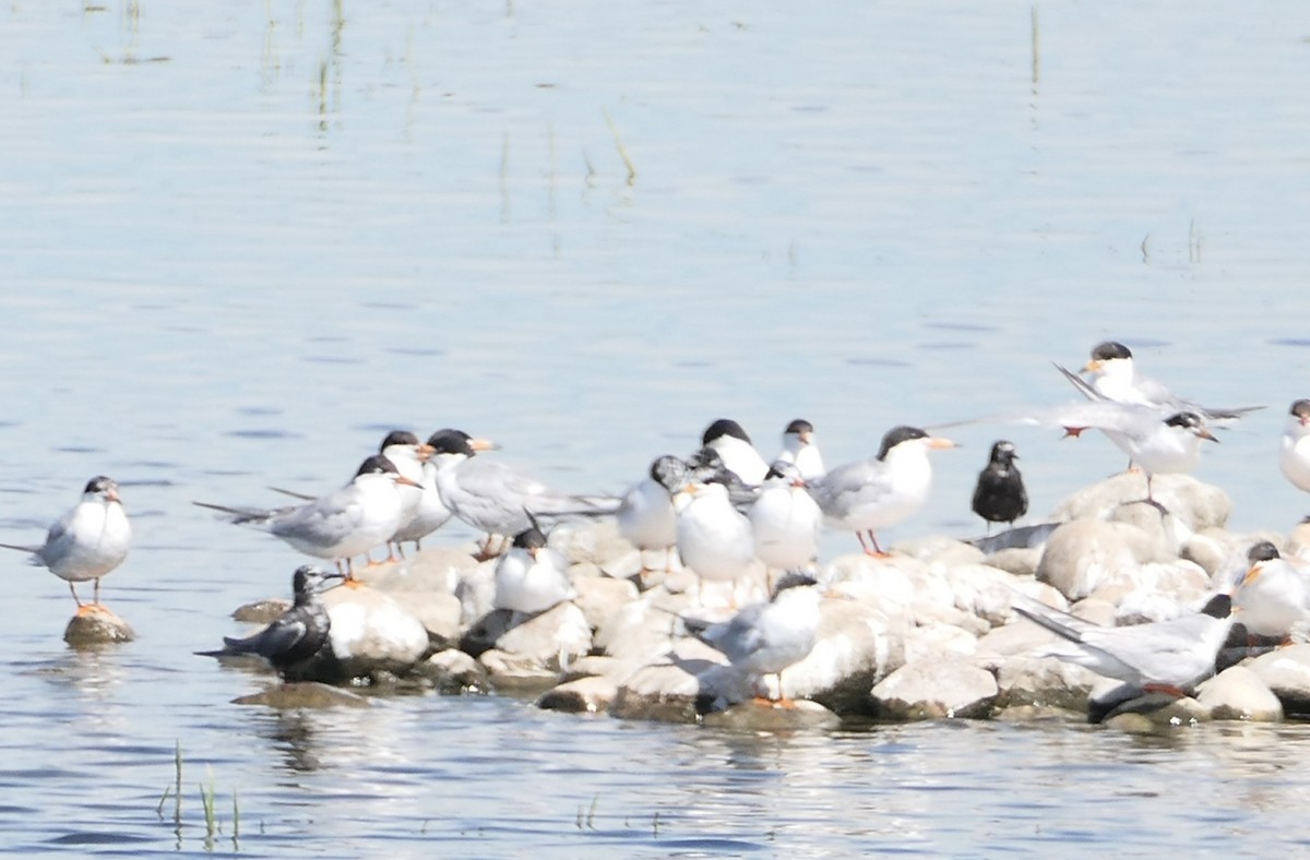 Mignattino comune - ML639312147