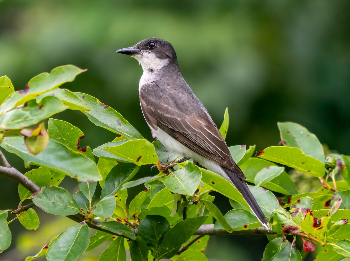Eastern Kingbird - ML639312158