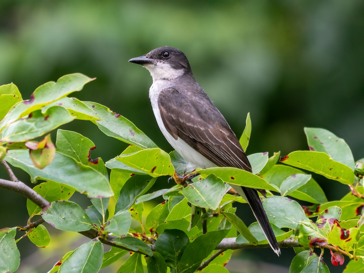 Eastern Kingbird - ML639312159