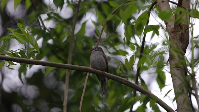 Brown-backed Solitaire - ML639312161