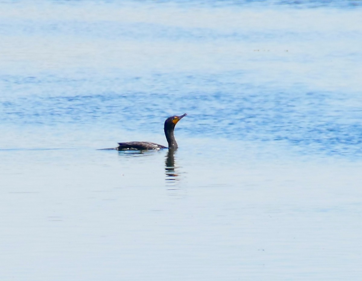 Double-crested Cormorant - ML639312162