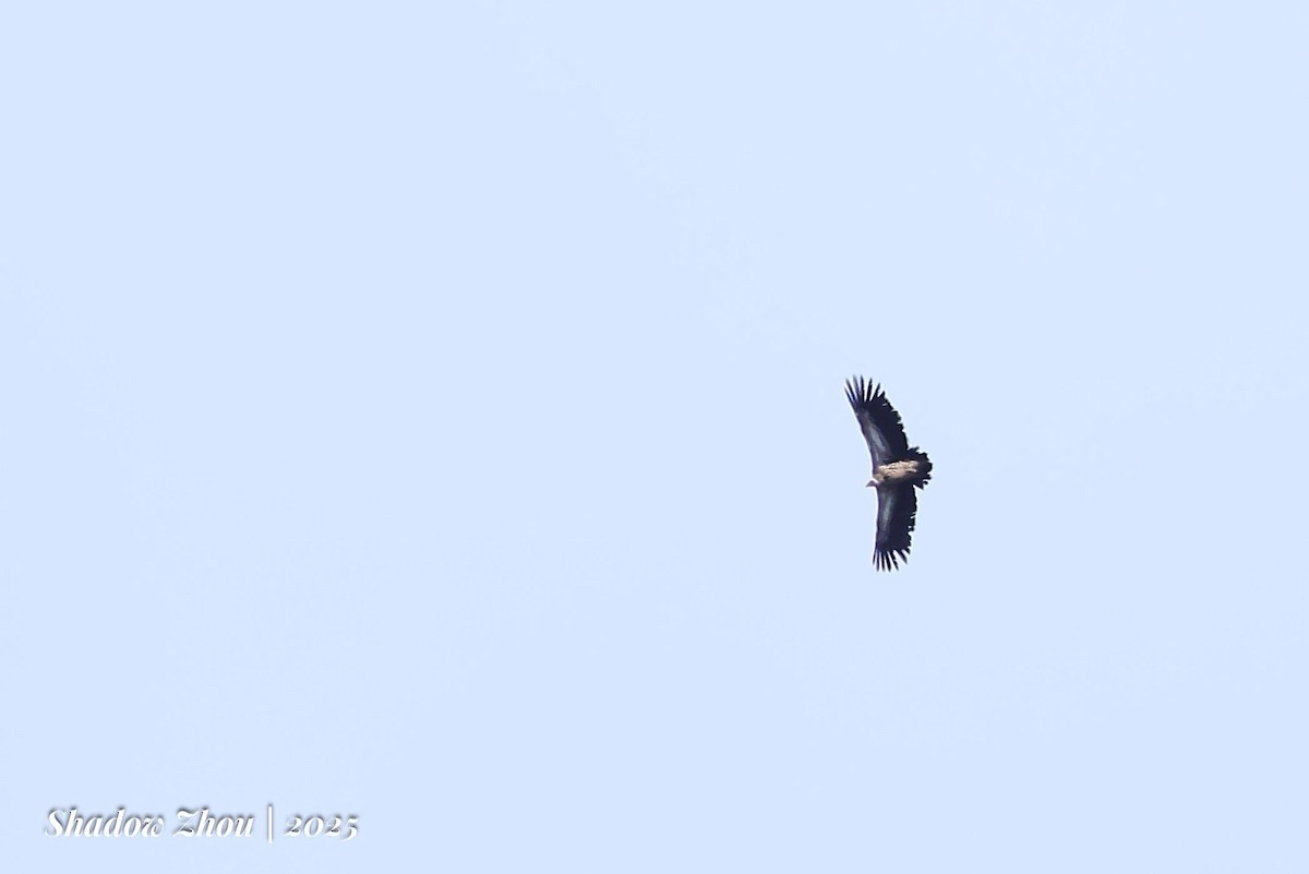 Himalayan Griffon - ML639312186