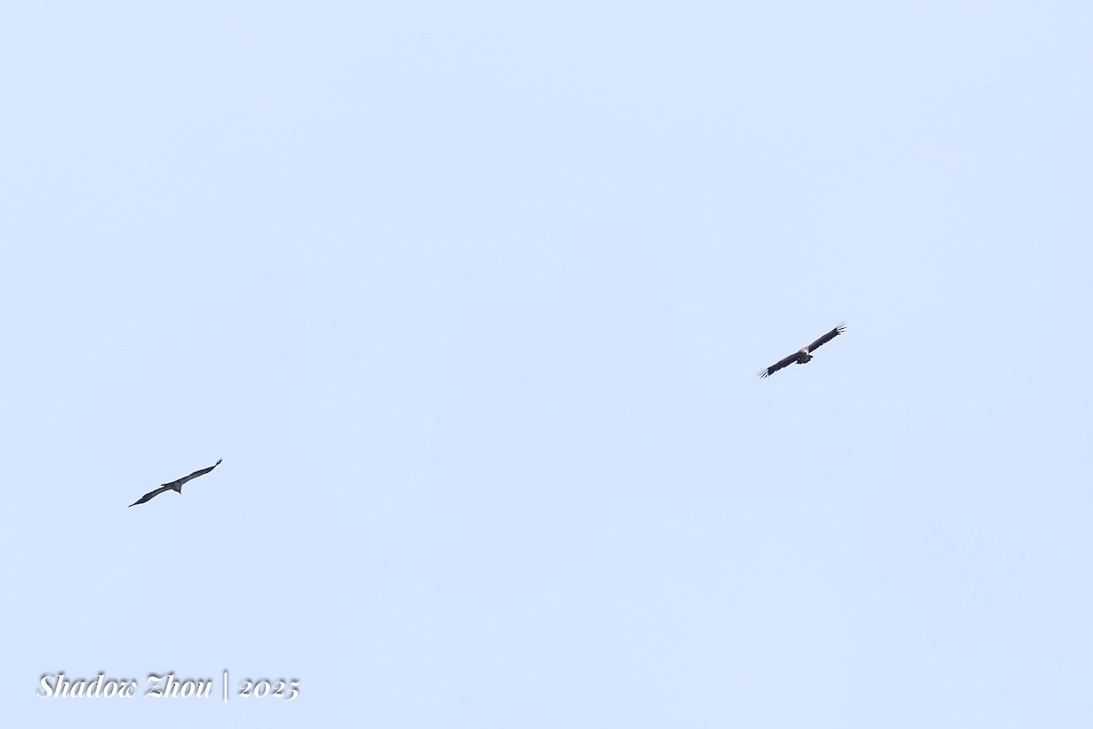 Himalayan Griffon - ML639312187