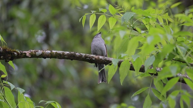 Brown-backed Solitaire - ML639312285