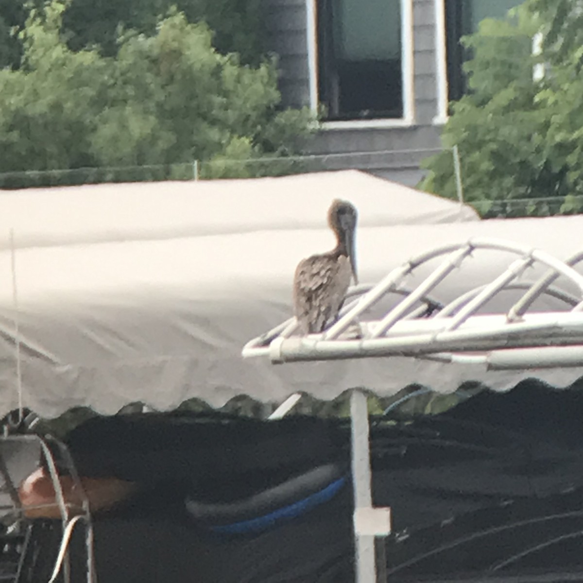 Brown Pelican - ML639312345