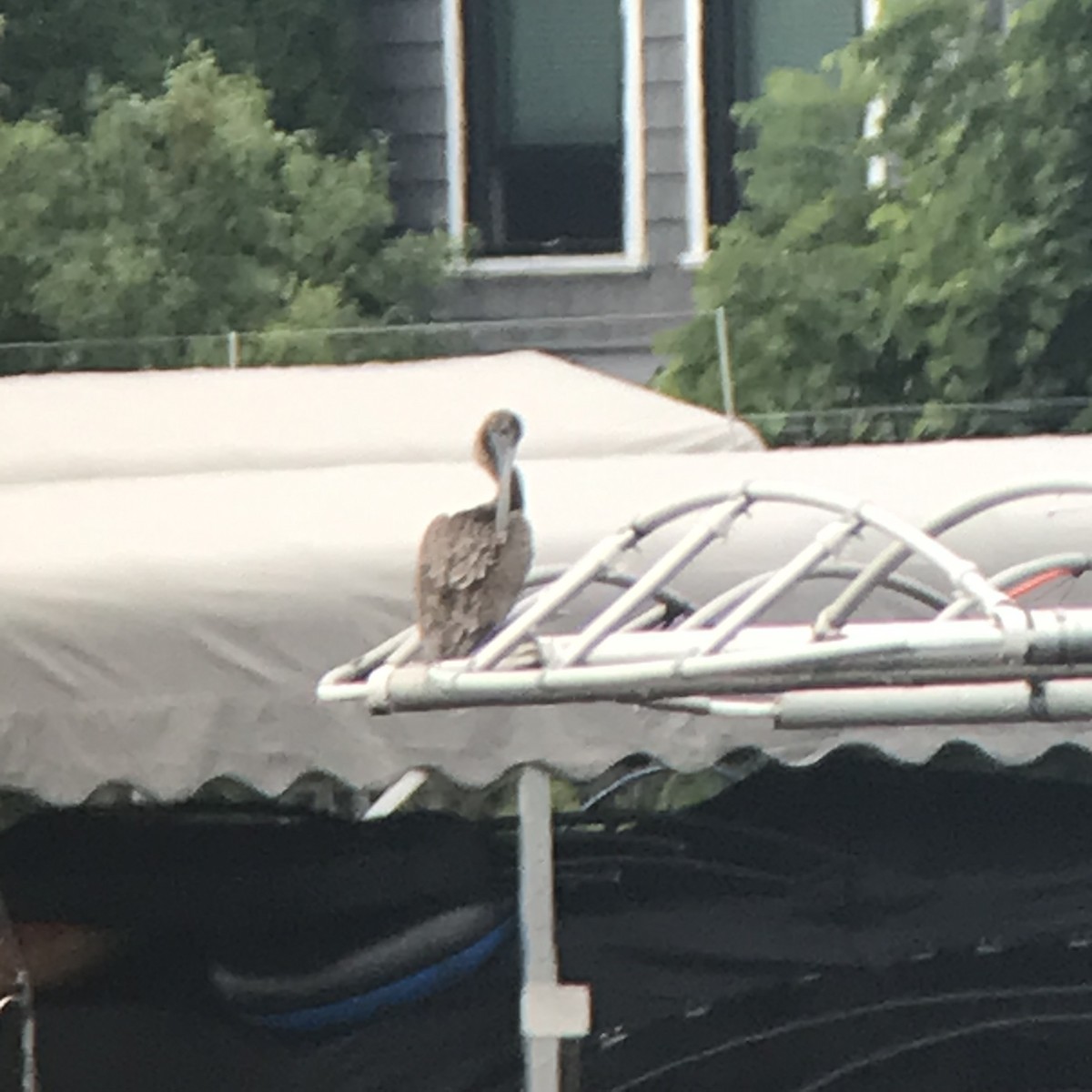 Brown Pelican - ML639312346