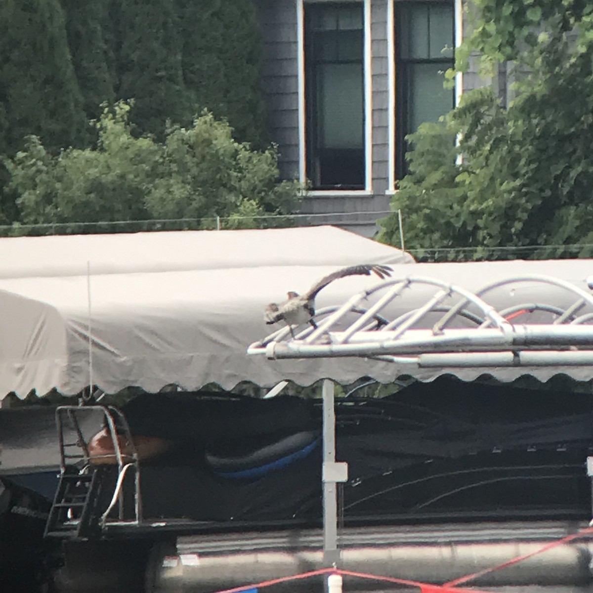 Brown Pelican - ML639312347