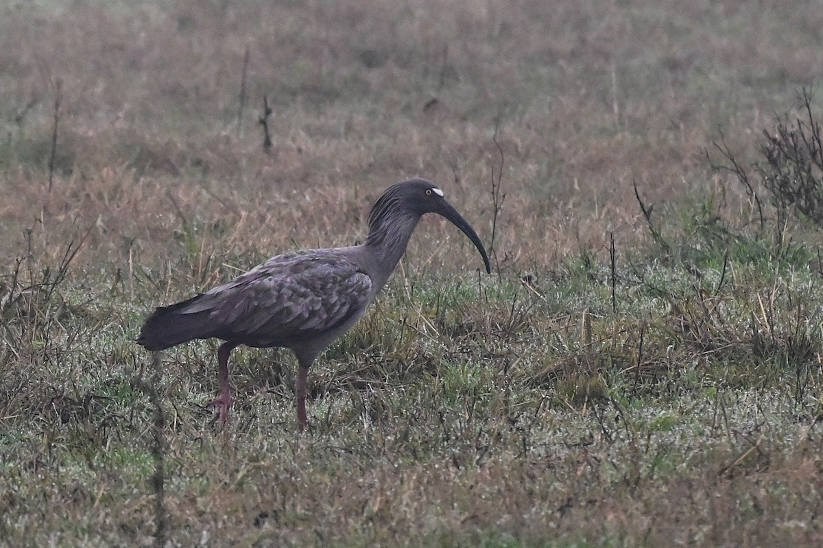 Plumbeous Ibis - ML639312400