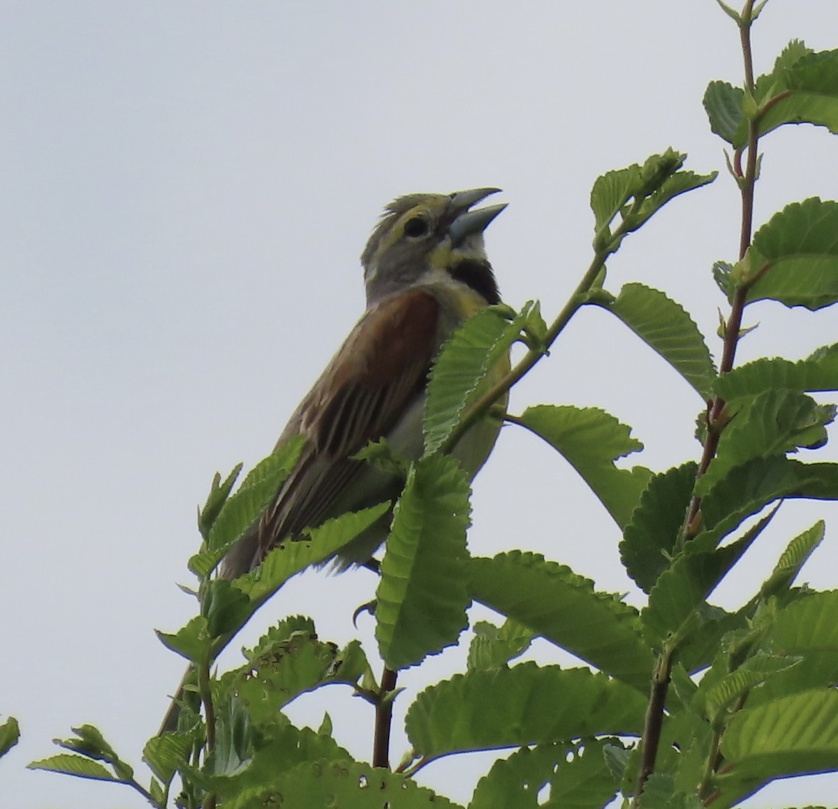 Dickcissel - ML639312439