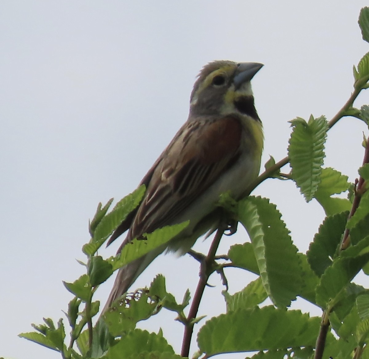 Dickcissel - ML639312446