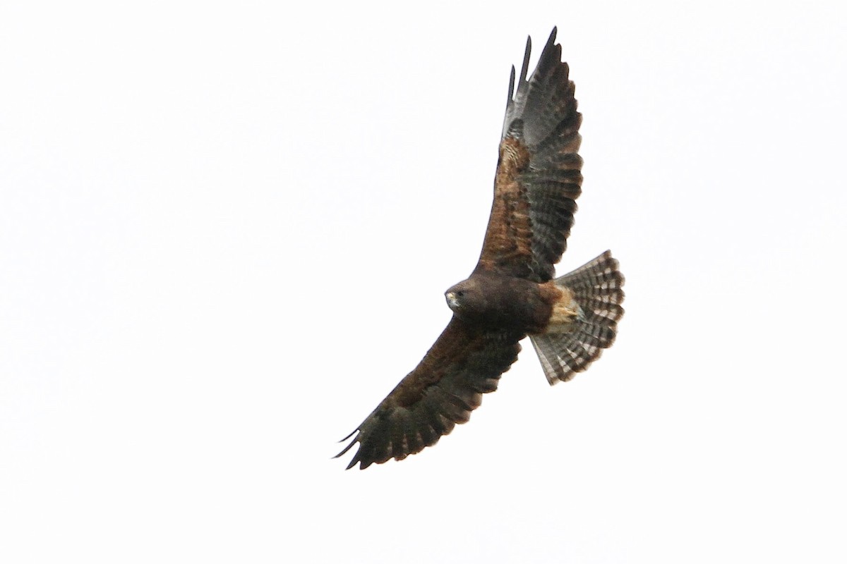 Swainson's Hawk - ML639312570