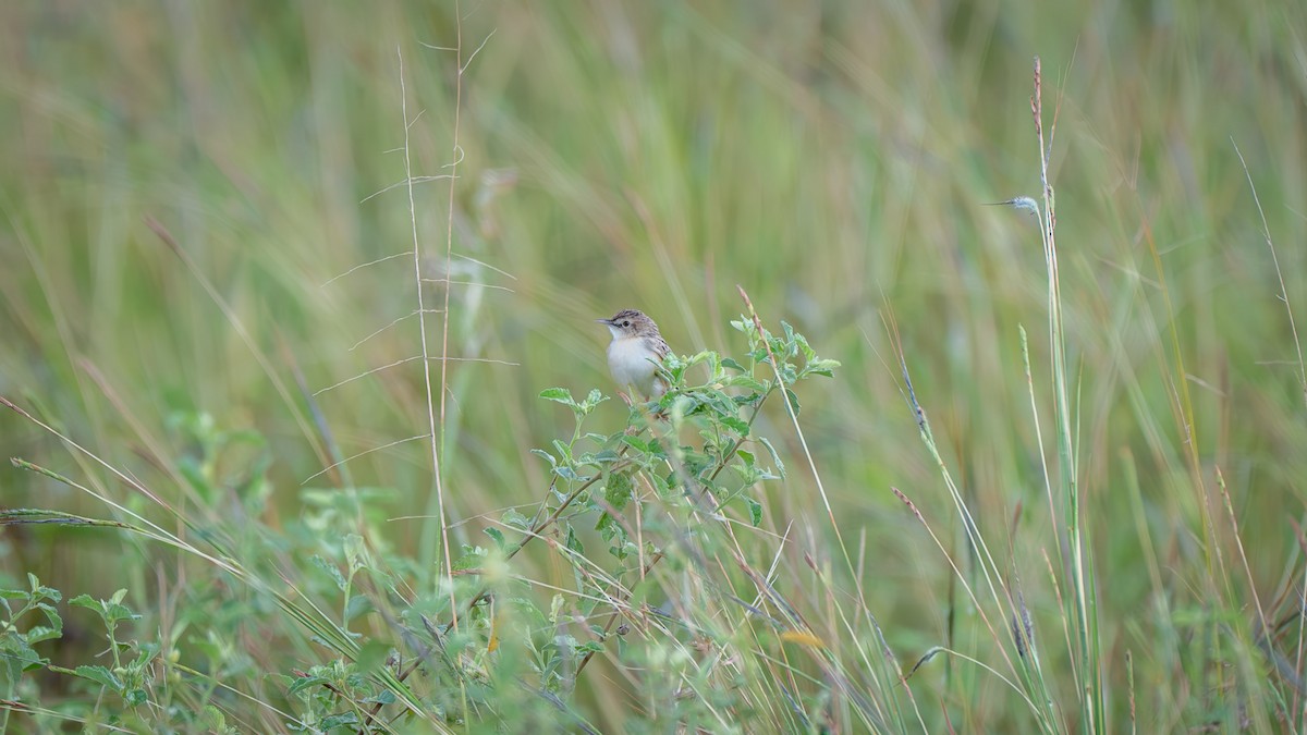 Desert Cisticola - ML639312677