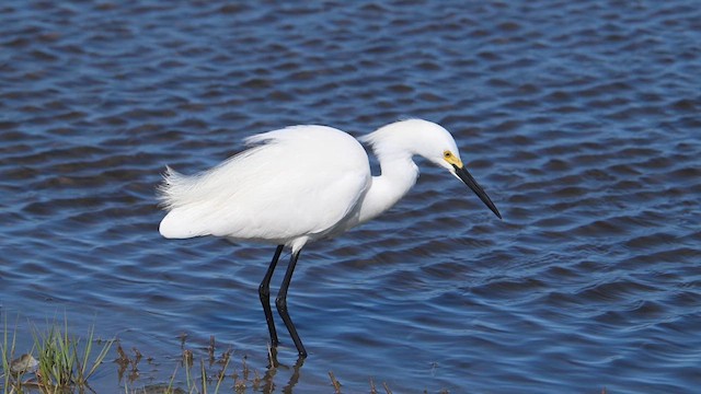 Snowy Egret - ML639312748