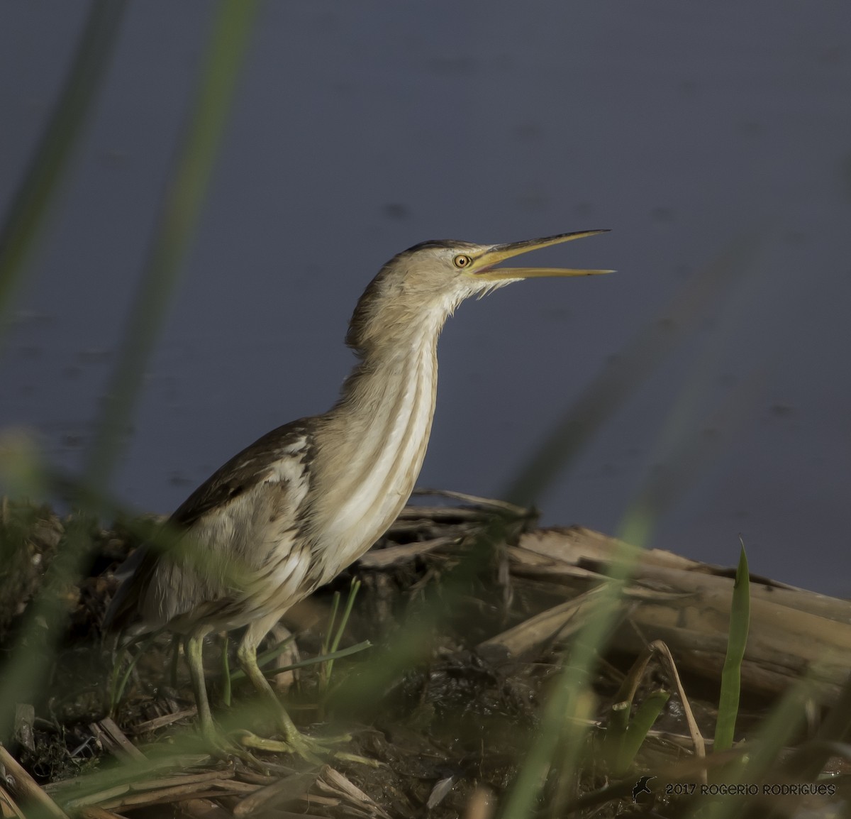 Little Bittern - ML63931281