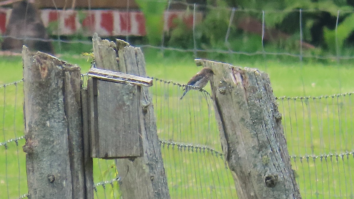 Eastern Bluebird - ML639312843
