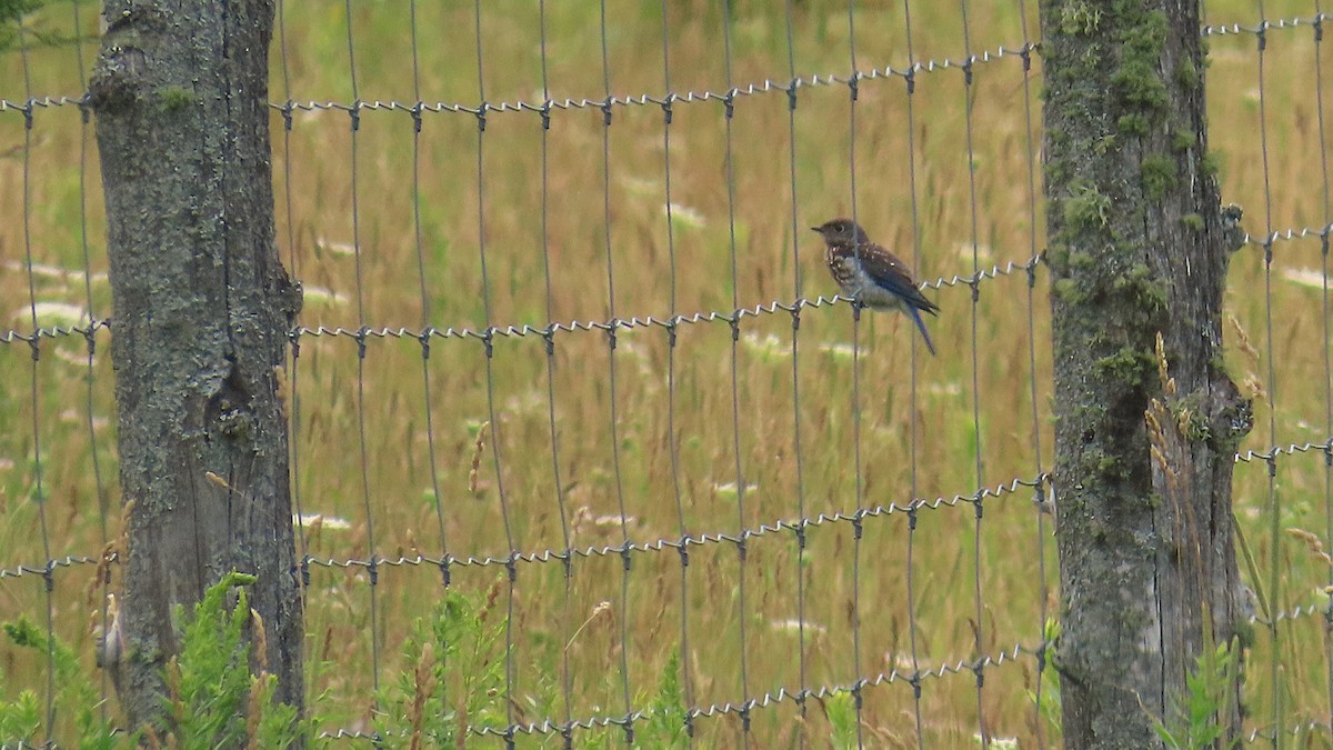 Eastern Bluebird - ML639312844