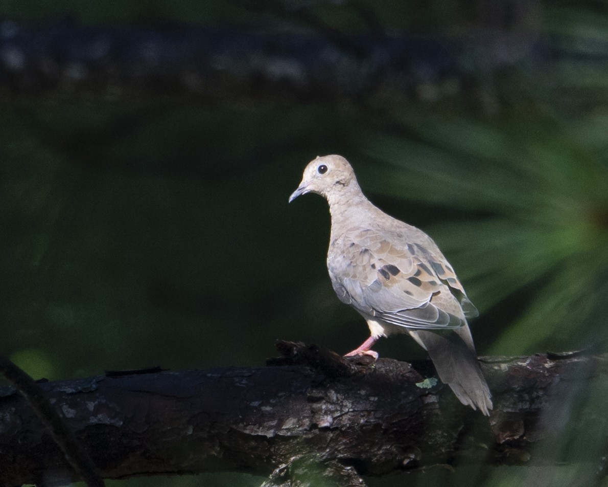 Mourning Dove - ML639312855
