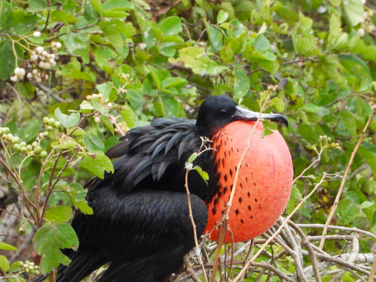 Magnificent Frigatebird - ML639313054