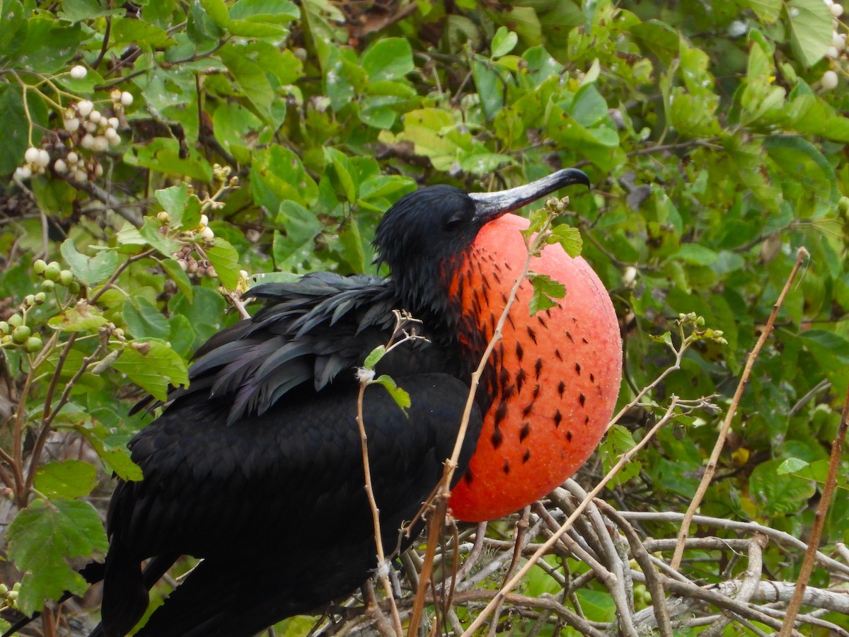 Magnificent Frigatebird - ML639313055