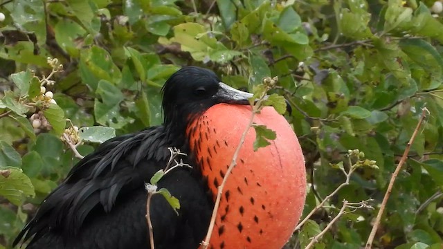 Magnificent Frigatebird - ML639313062
