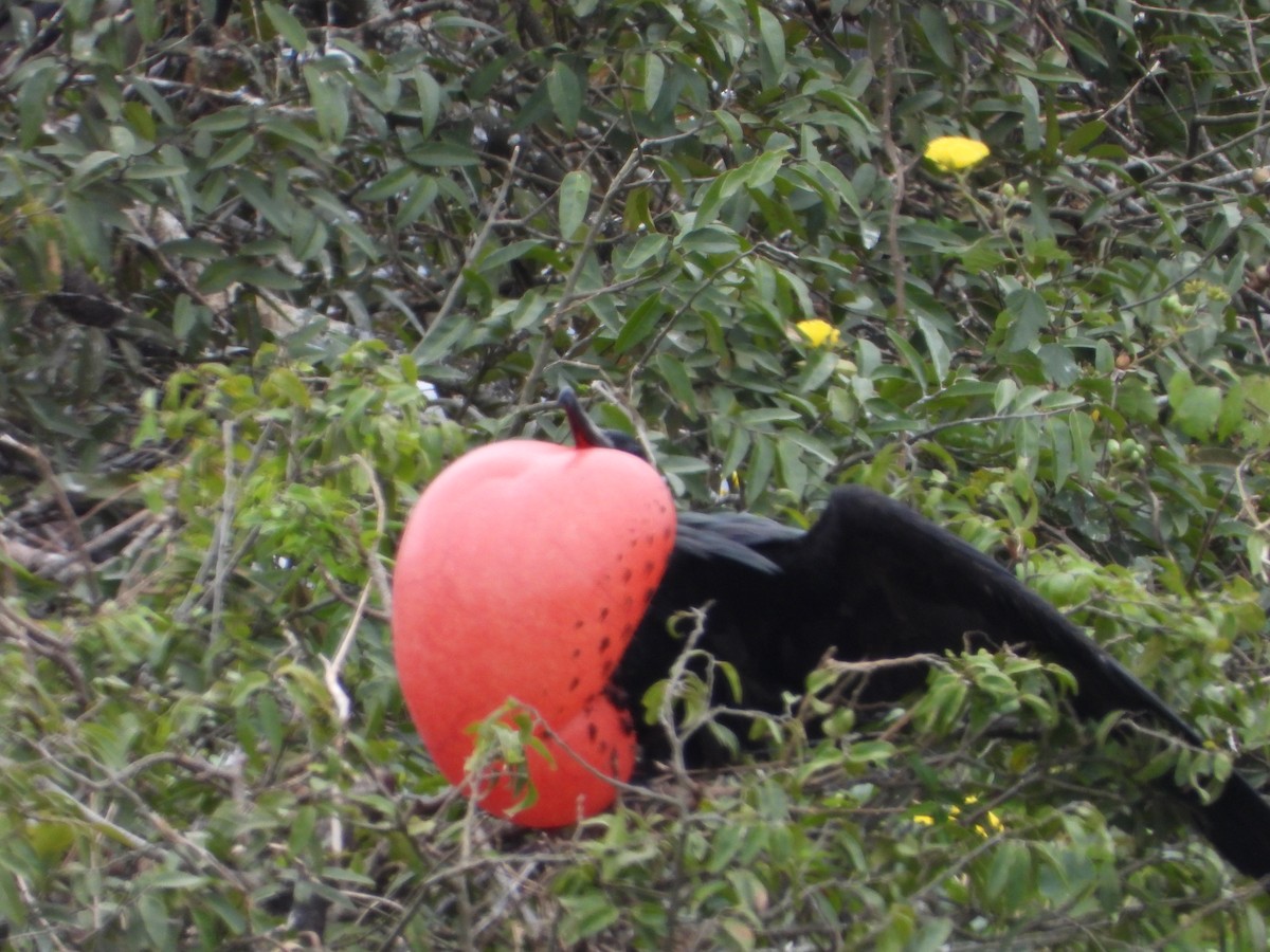 Magnificent Frigatebird - ML639313071