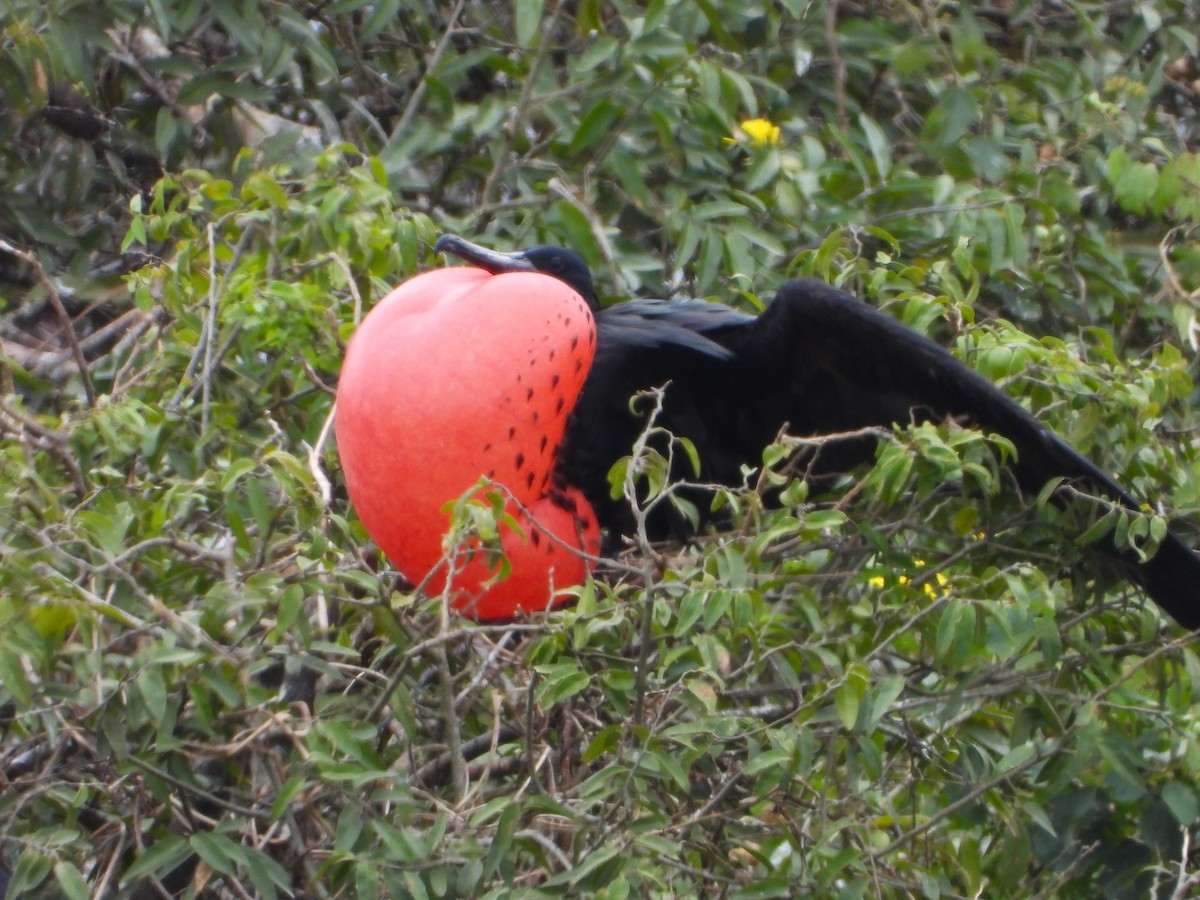 Magnificent Frigatebird - ML639313081